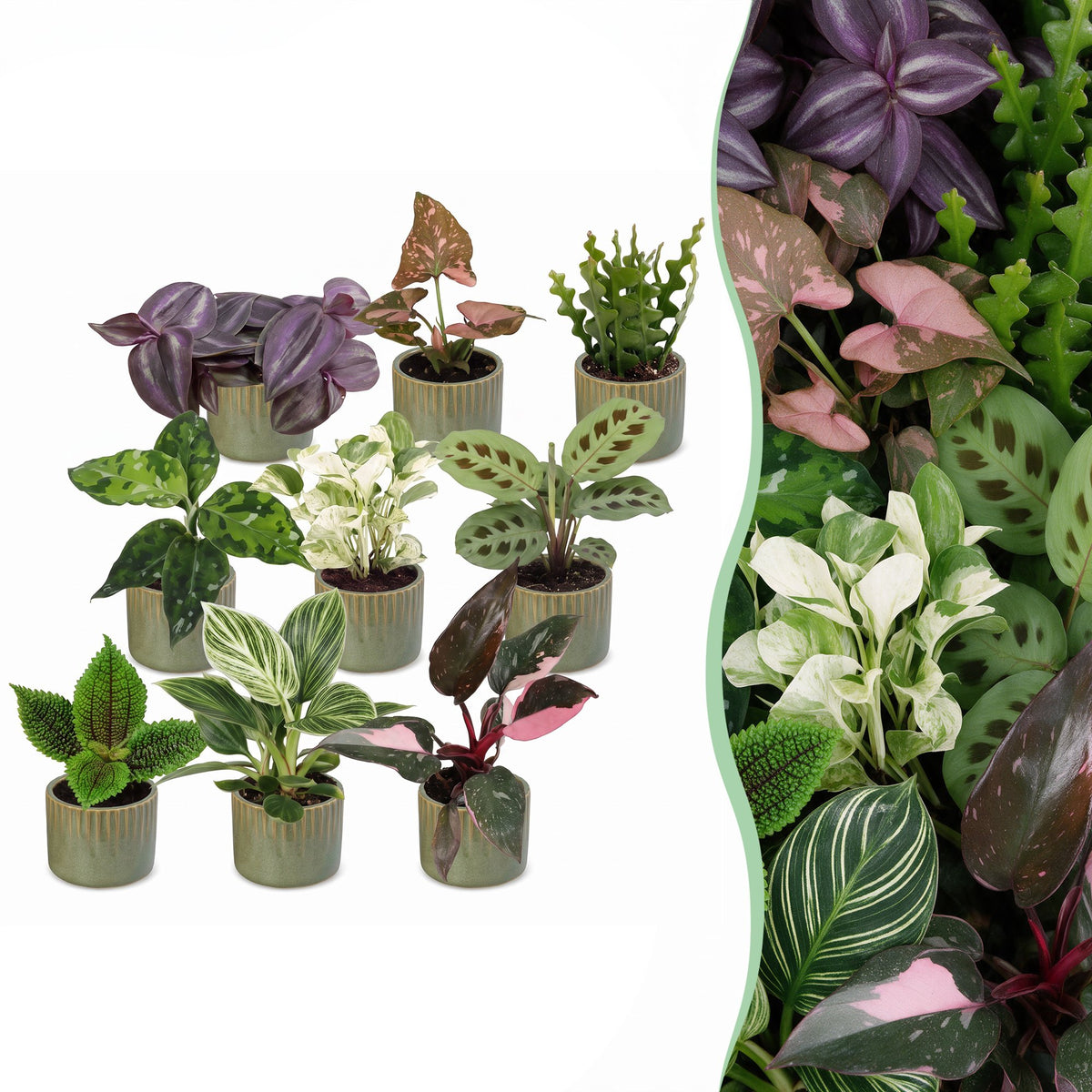 9x Baby Plants Surprise Box - Verrassingsbox kleine planten - Diversen - Tropisch - incl. Linnea Olive - Ø6cm - ↕5-15cm, plant in pot