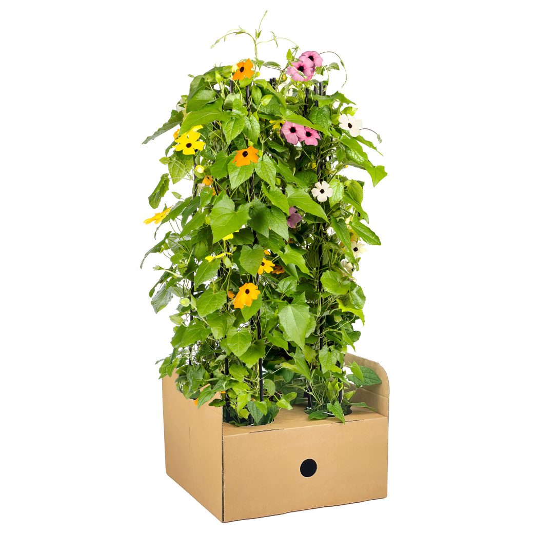 4x Thunbergia Alata Sunny Susy Mix, groeiwijze van de plant