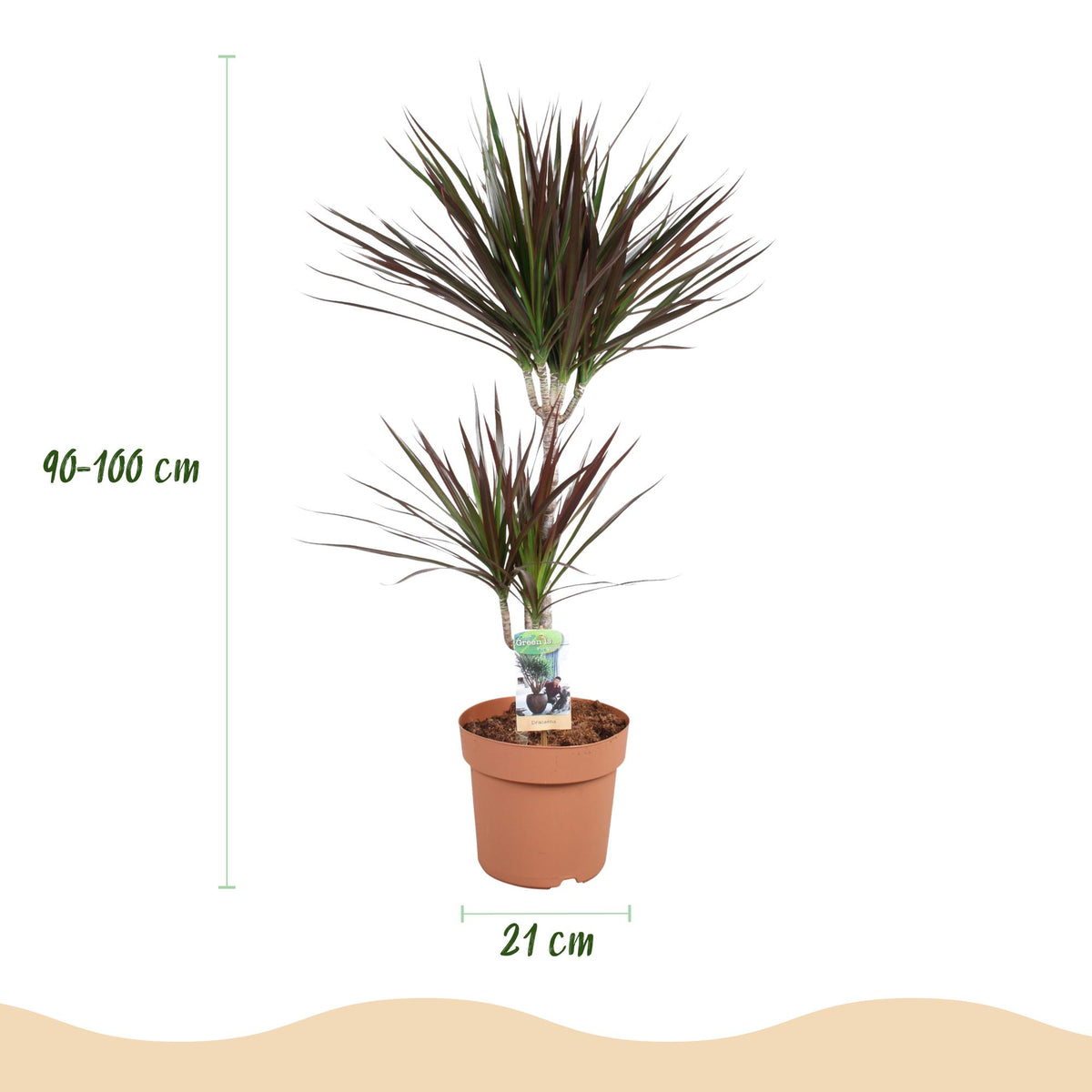 Dracaena Magenta, detail van het blad