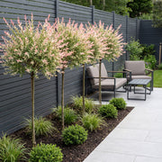 4x - Salix Flamingo - Ø23cm - ↕140-160cm