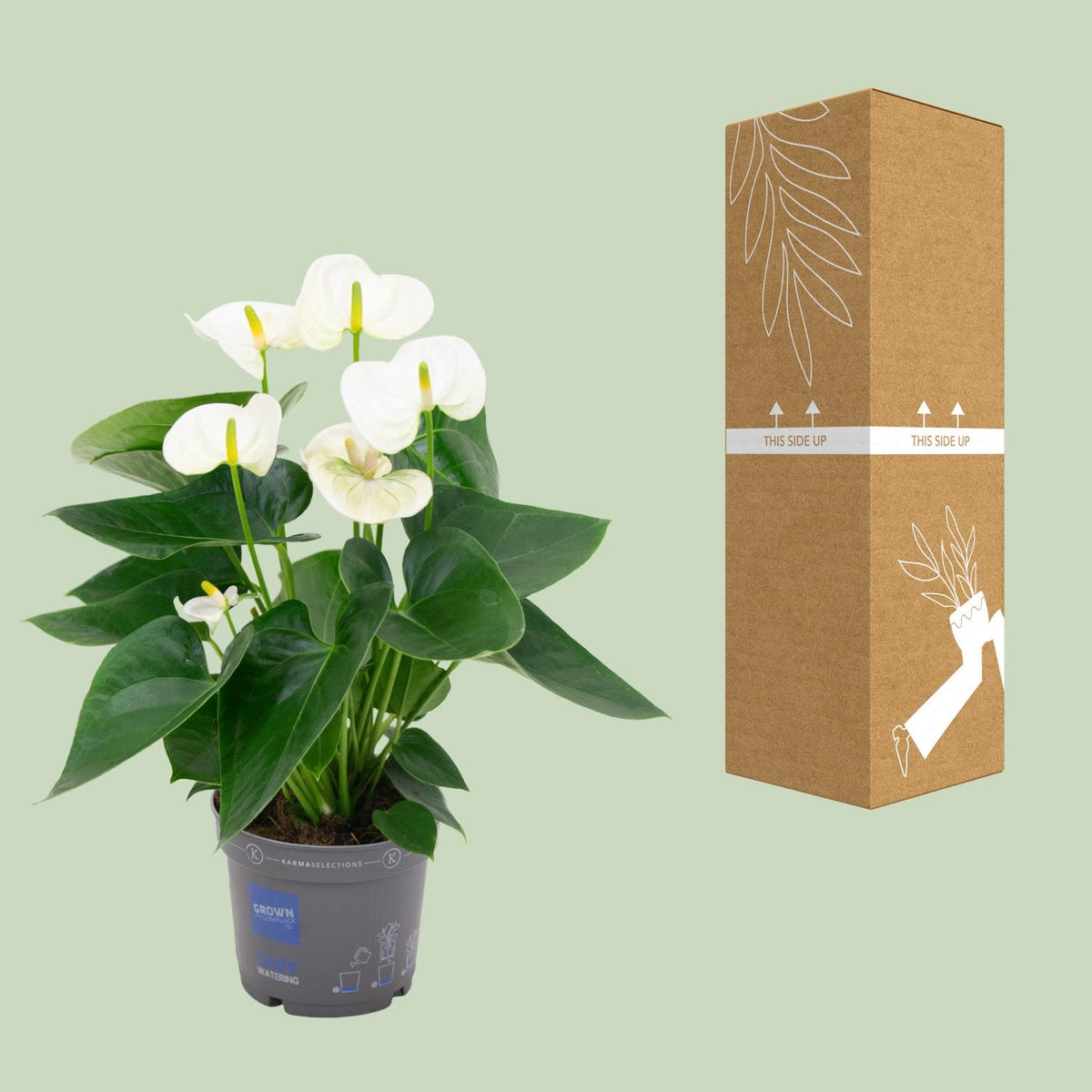 Detailfoto van Anthurium White