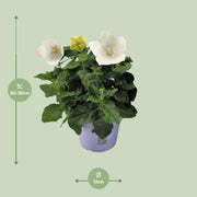 Platycodon White