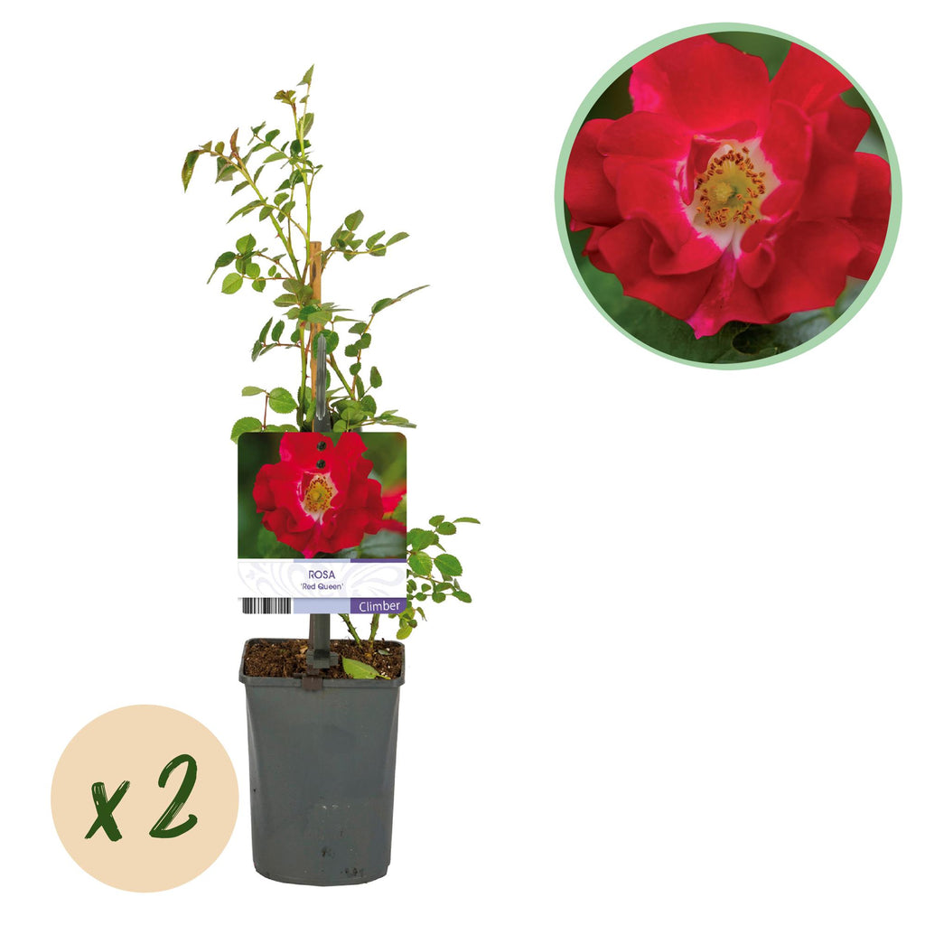 Rosa Red Queen, plant in pot