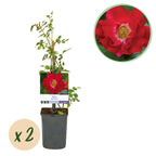 Rosa Red Queen, plant in pot