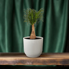 Productfoto van Beaucarnea Nolina