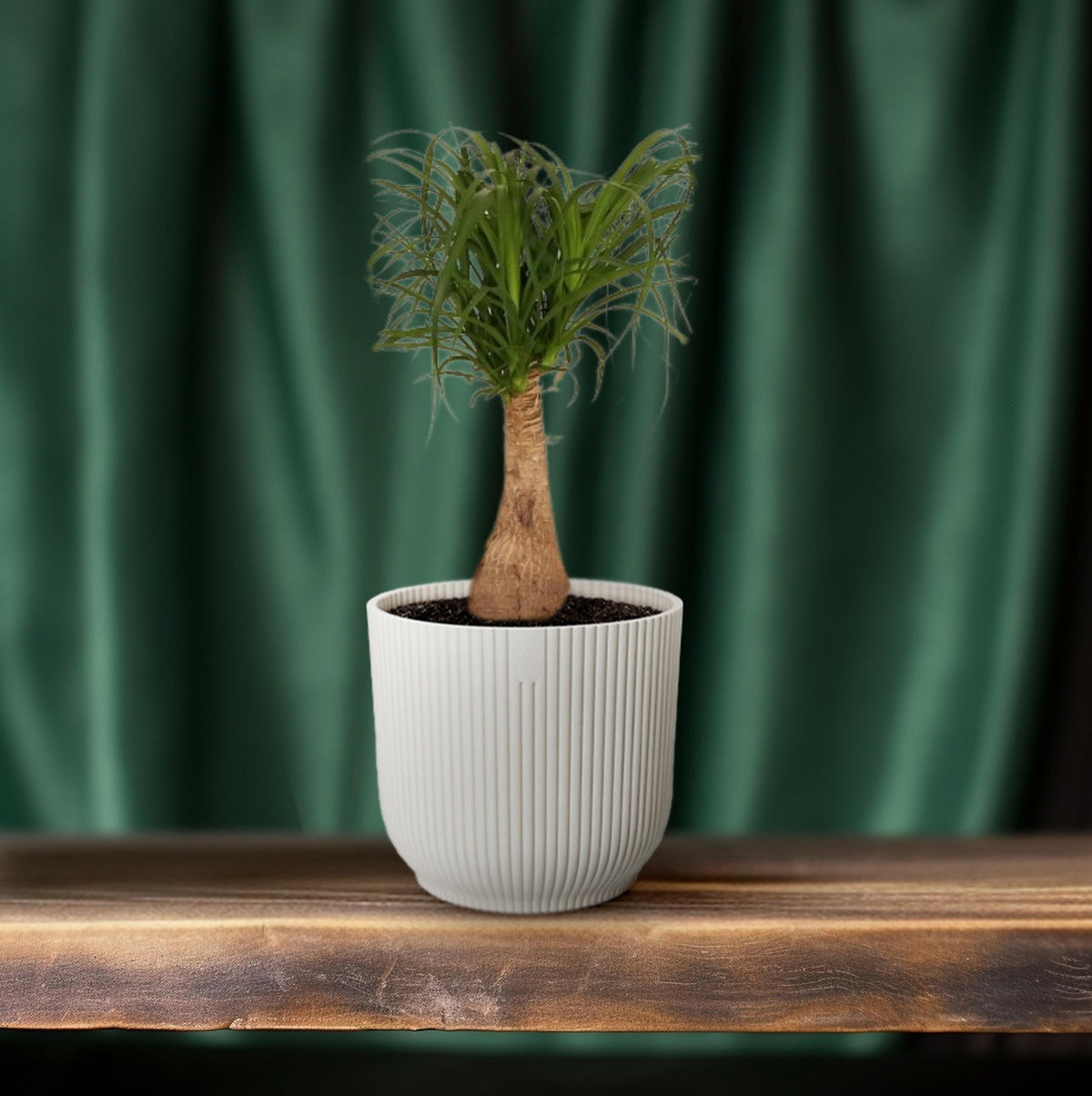 Productfoto van Beaucarnea Nolina