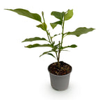 Magnolia liliiflora Nigra, kenmerkend blad