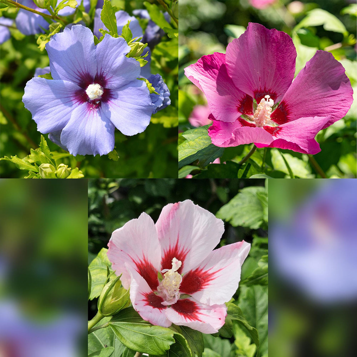 Hibiscus syriacus Tricolour, plant in pot