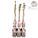 Productafbeelding van Pureplant