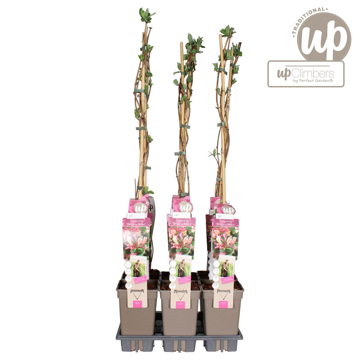 Productafbeelding van Pureplant
