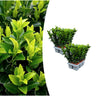 2 x Set van 6 Euonymus 'Green Spire'