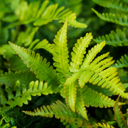 Polystichum set. &