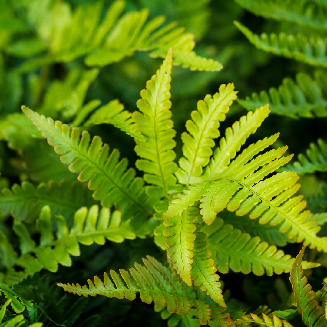 Polystichum set. 'Herrenhausen', kenmerkend blad