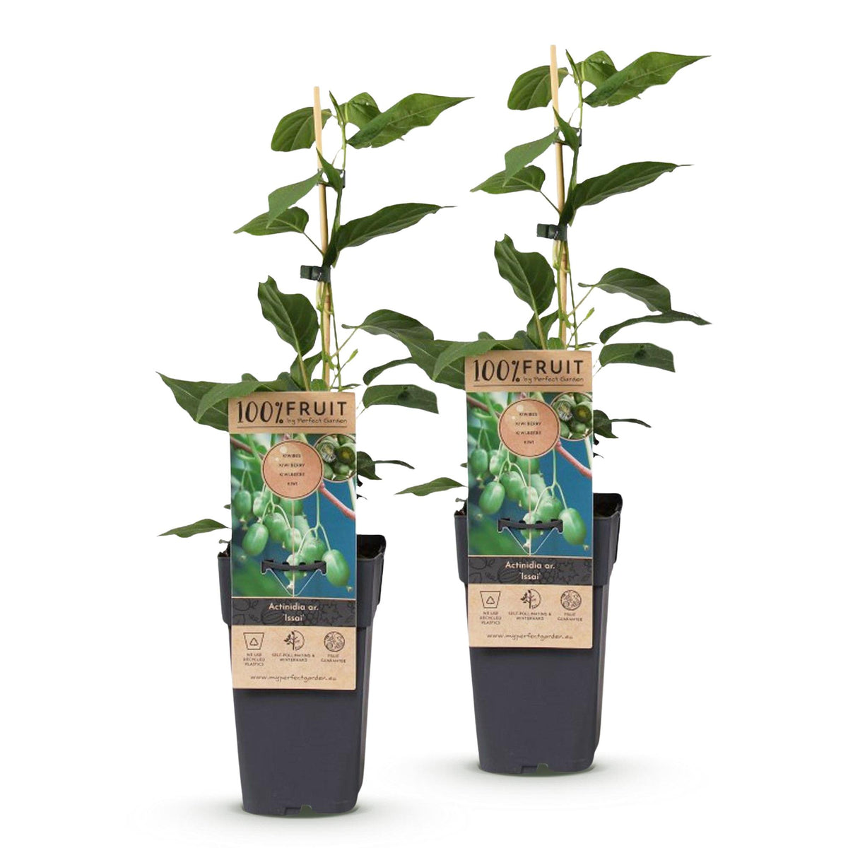 2x Kiwibessenplant Issai, detail van het blad