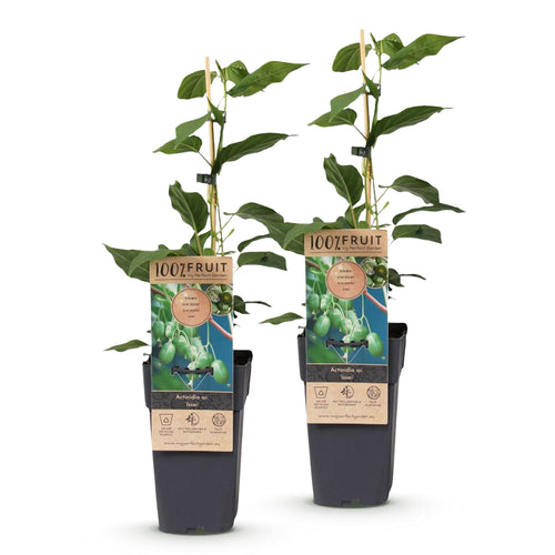 2x Kiwibessenplant Issai, detail van het blad