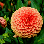 Dahlia &