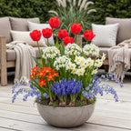 Bulbs From Holland, kenmerkend blad