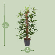 Philodendron Pedatum
