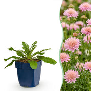 Duifkruid col. Pink Mist, met roze bloemen (12x)