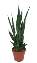 Sansevieria Zeylanica, plant in pot