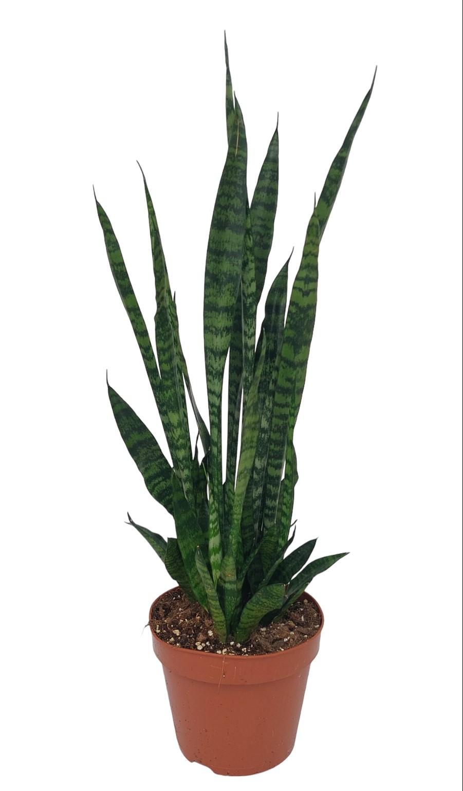 thuja smaragd ph wert Purgrün Thuja-Smaragd-Dünger 1 kg