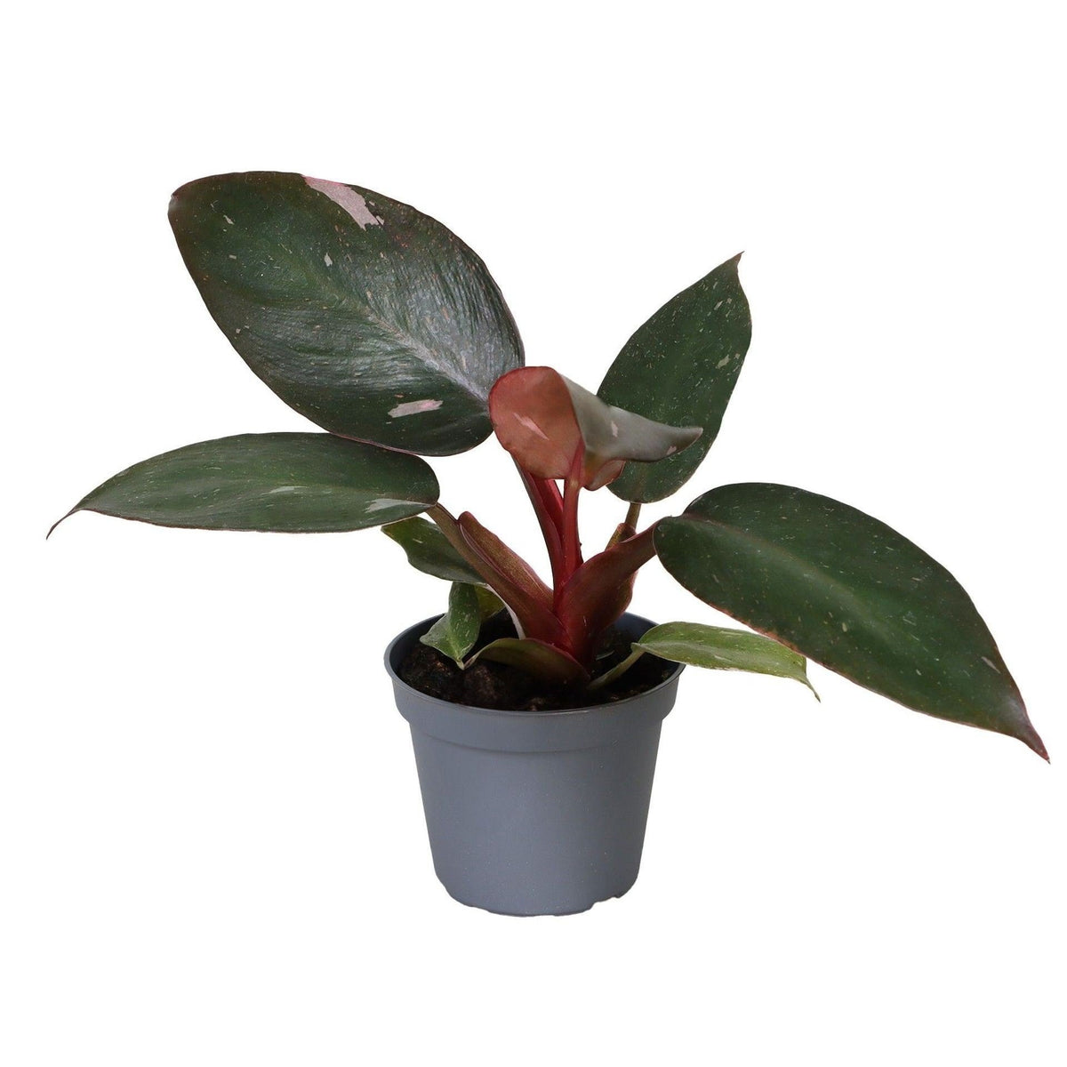 Philodendron 'Pink Princess', groen-roze, babyplant 6 cm, plant in pot
