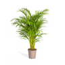 Dypsis Areca Lutescens