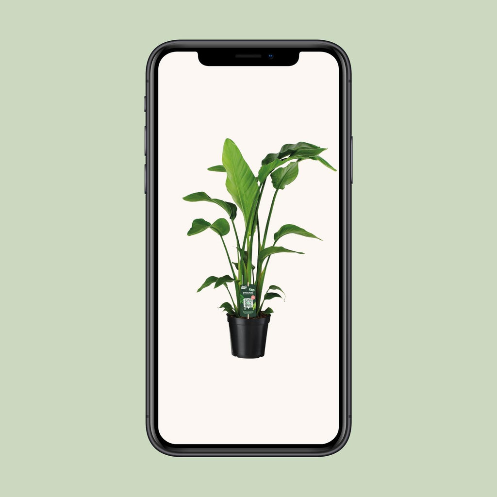 Detailfoto van Strelitzia Nicolai