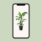 Detailfoto van Strelitzia Nicolai