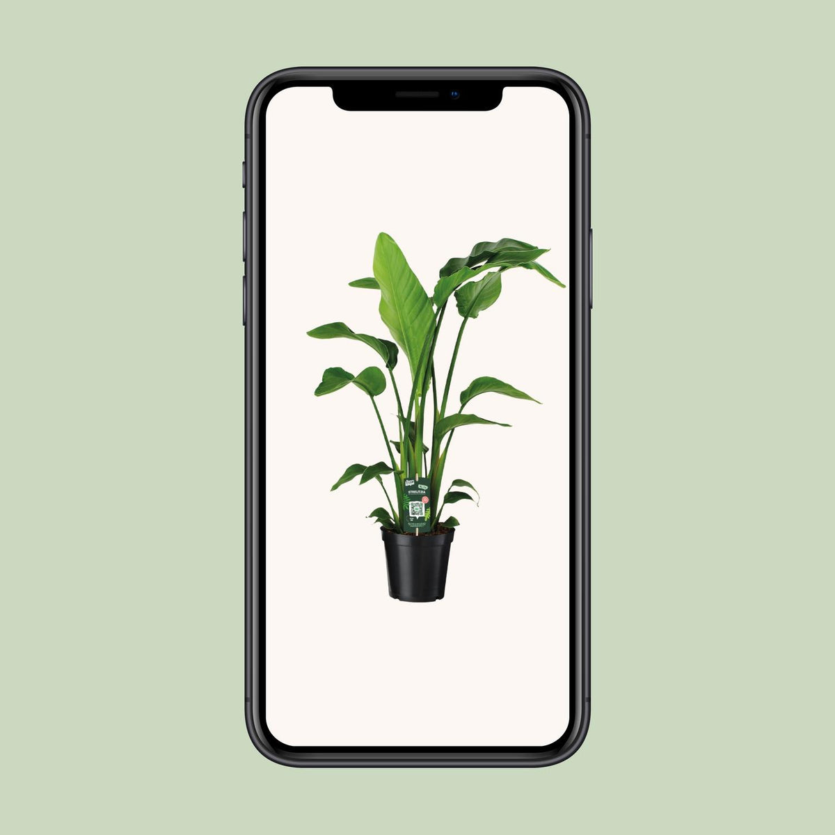 Detailfoto van Strelitzia Nicolai