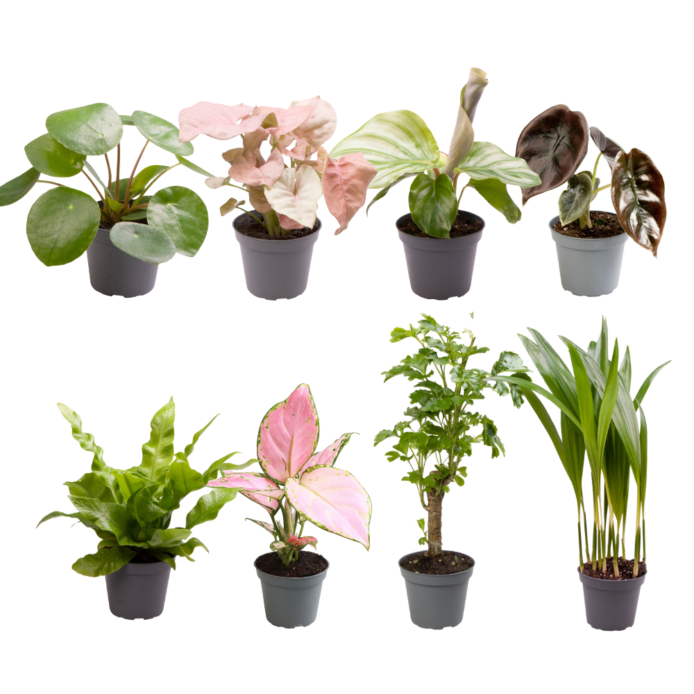 Productfoto van Baby Plantjes Verrassingsbox