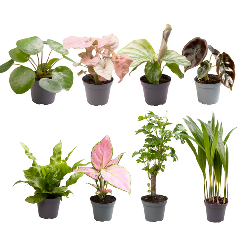Productfoto van Baby Plantjes Verrassingsbox