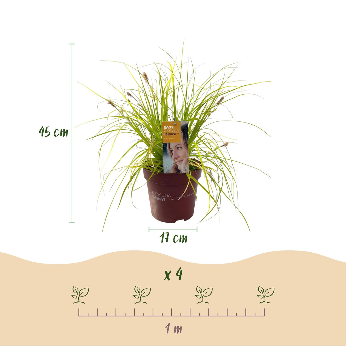 Carex oshimensis Everillo, groeiwijze van de plant