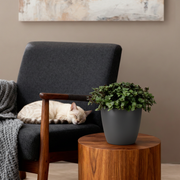 Calissia repens met grijze pot