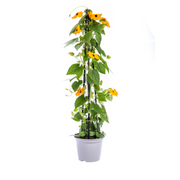 4x Thunbergia Alata Sunny Susy New Orange