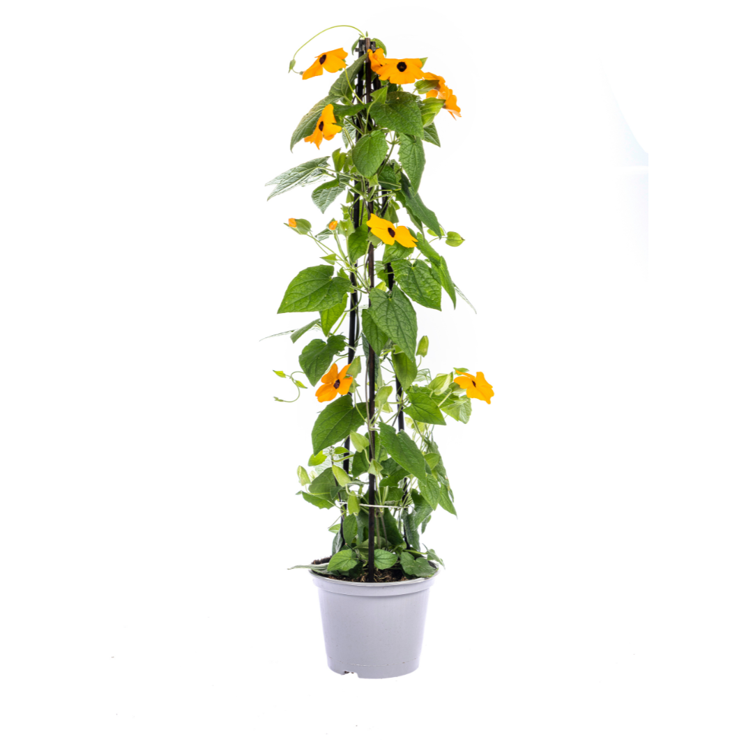 4x Thunbergia Alata Sunny Susy New Orange, kenmerkend blad