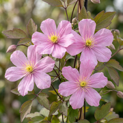 Clematis montana &