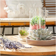 ROOTLESS Succulent Echeveria Pulidonis in schaal &