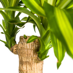 Dracaena Fragrans Massangeana met mand, groene bladeren