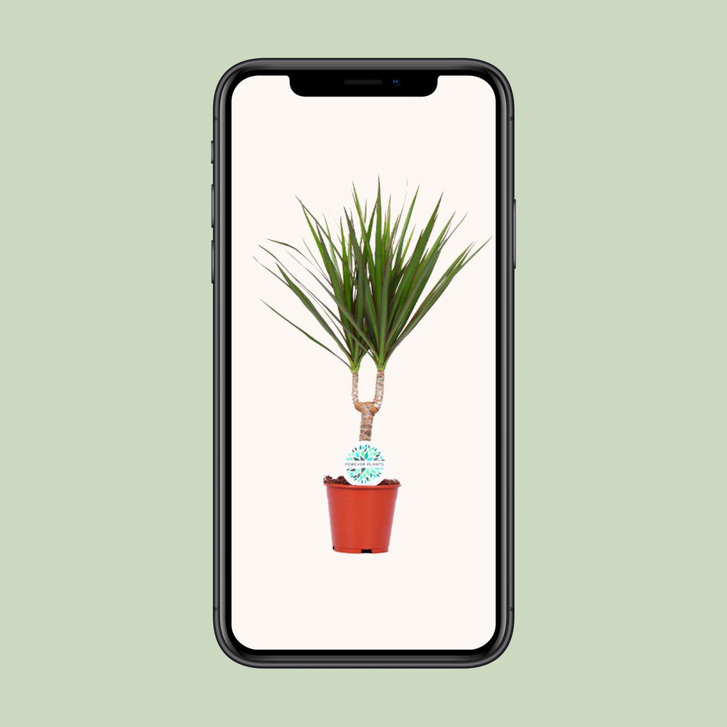 Detailfoto van Dracaena Marginata