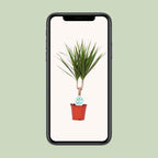 Detailfoto van Dracaena Marginata