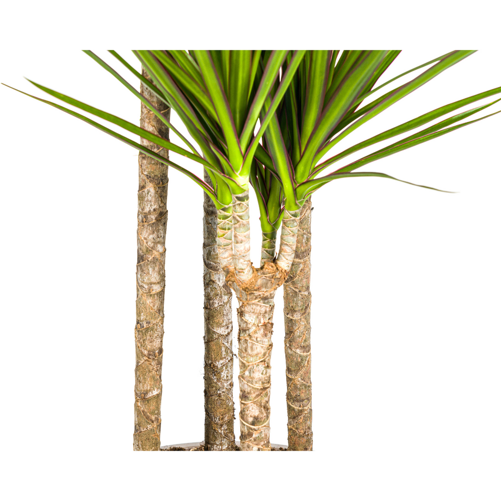 Dracaena Marginata Green, groene bladeren