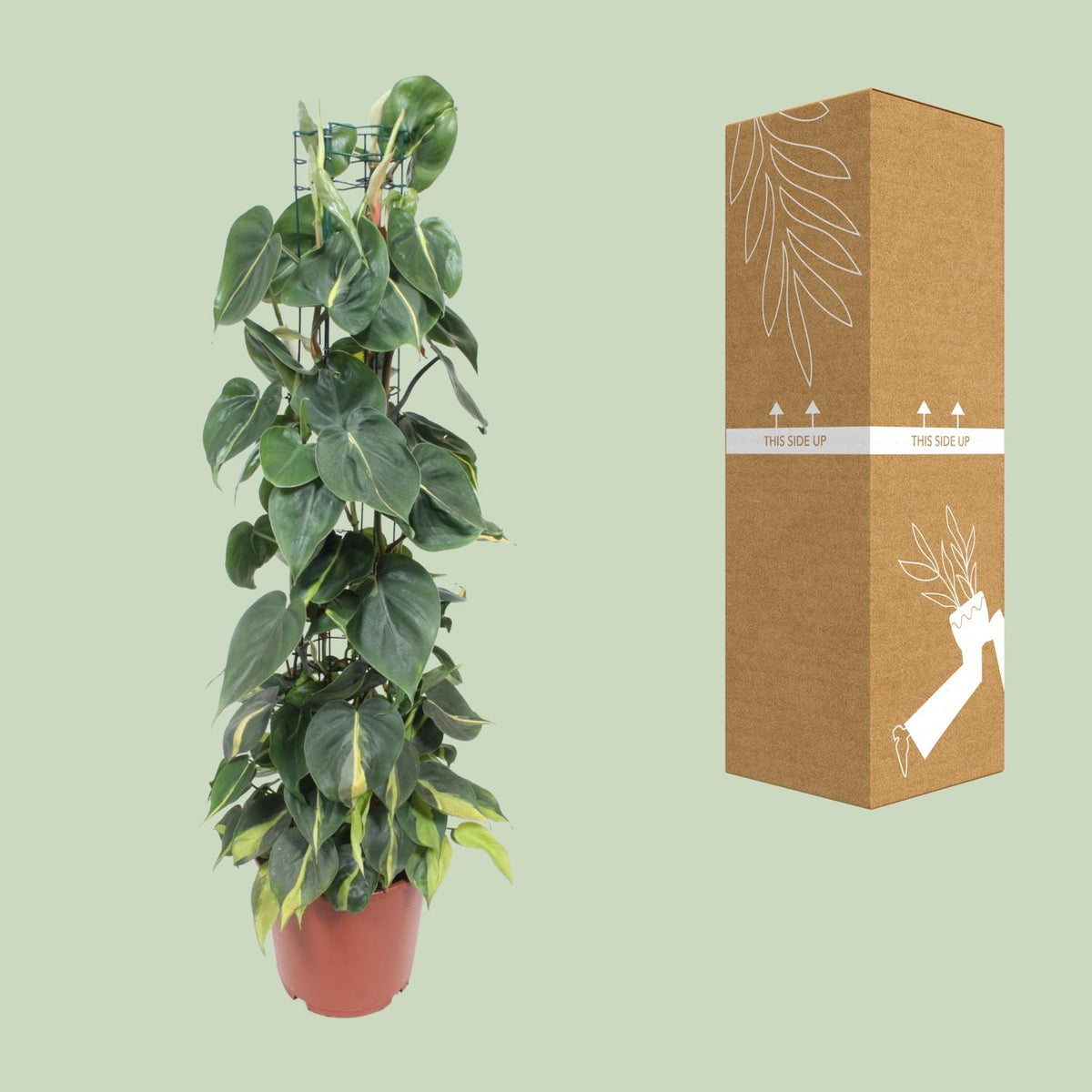 Philodendron Scandens Brasil, kenmerkend blad