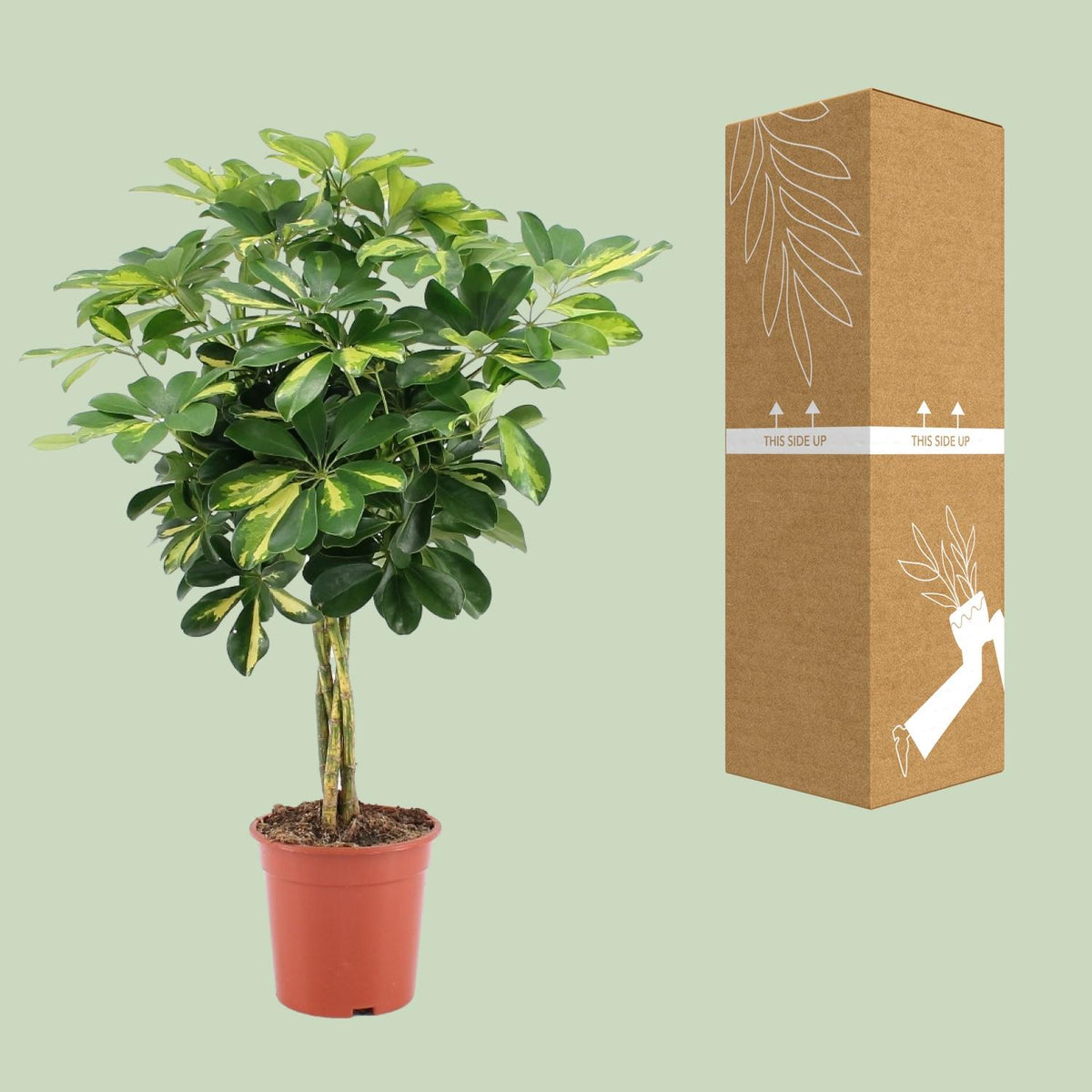 Detailfoto van Schefflera Arboricola Gold Capella