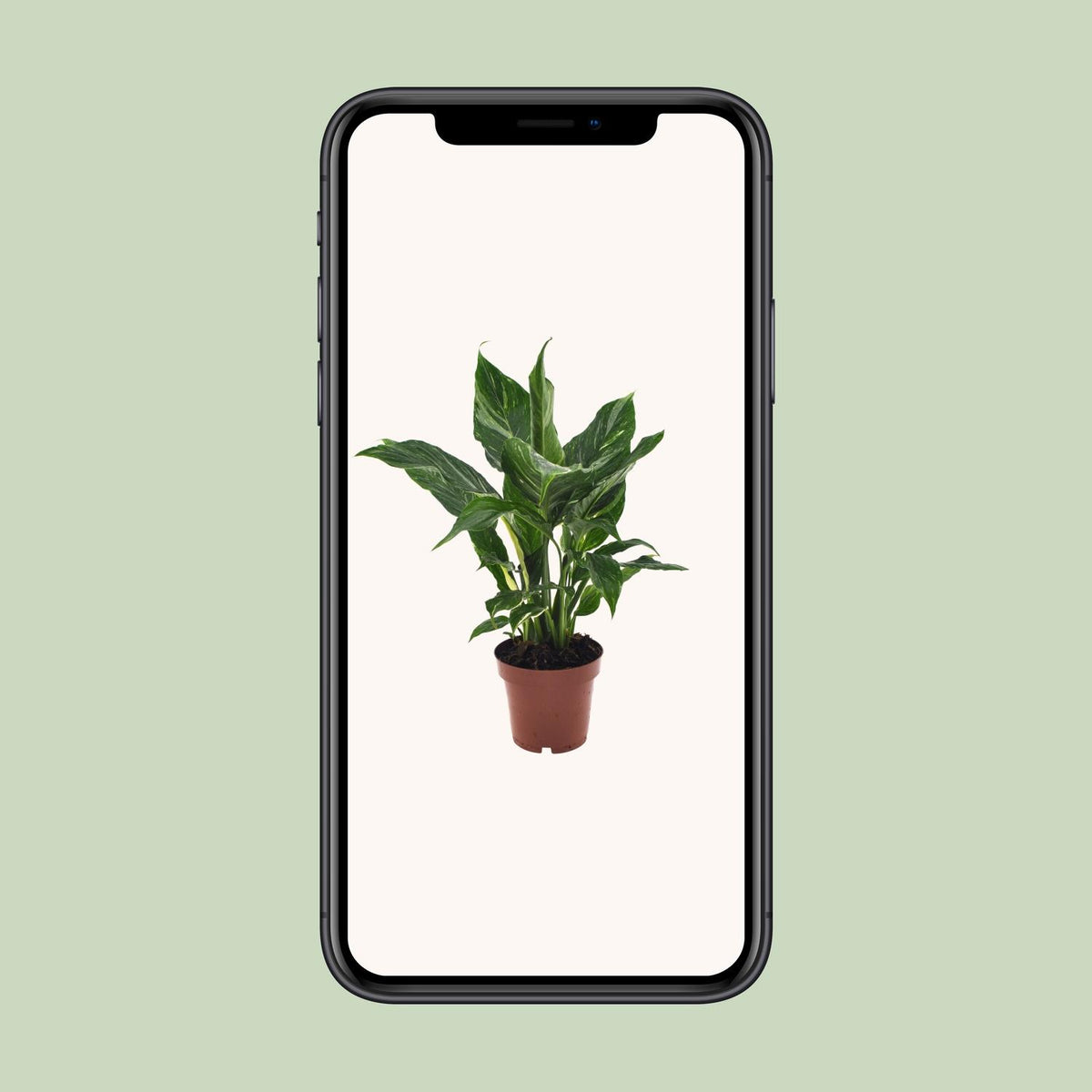 Spathiphyllum Diamond, groene bladeren