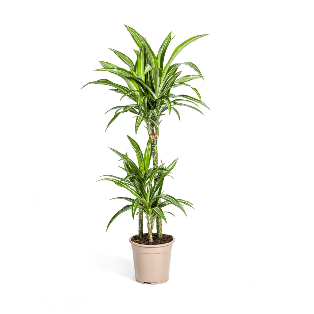 Dracaena Deremensis White Stripe, plant in pot
