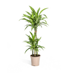 Dracaena Deremensis White Stripe, plant in pot