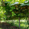 Actinidia deliciosa Jenny