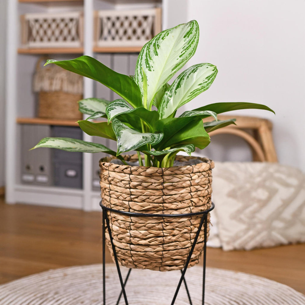 Aglaonema Silver Bay, 70-75 cm hoog, plant in pot