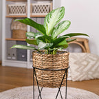 Aglaonema Silver Bay, 70-75 cm hoog, plant in pot